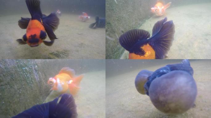 金鱼游动水下拍摄