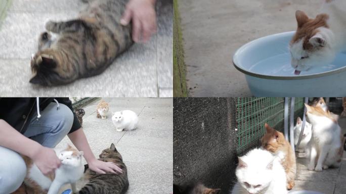 超长撸猫领养猫视频