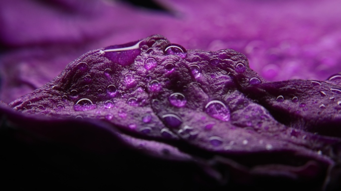 唯美紫甘蓝细节，水滴，水珠，微距作品