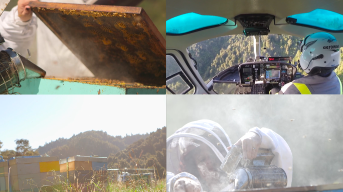 科学养蜂 采蜜 航拍素材合集