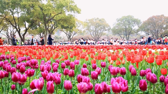 实拍春天鲜花美景