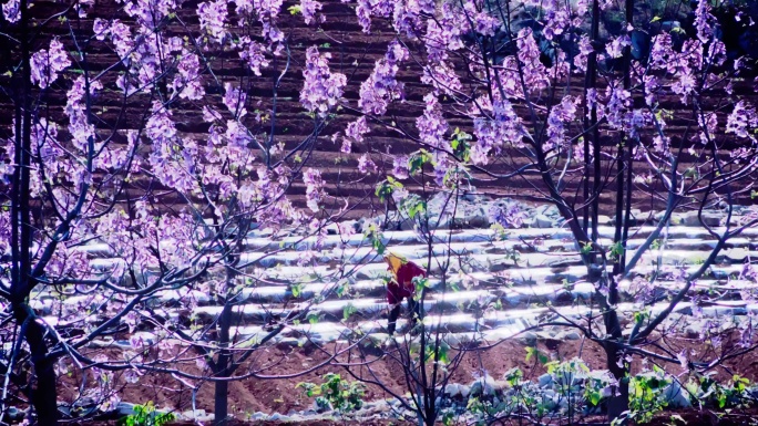 梧桐花香飘山村绚丽烂漫踏春早山村梧桐