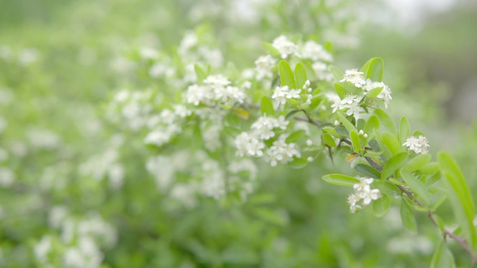 【4K】火棘花实拍