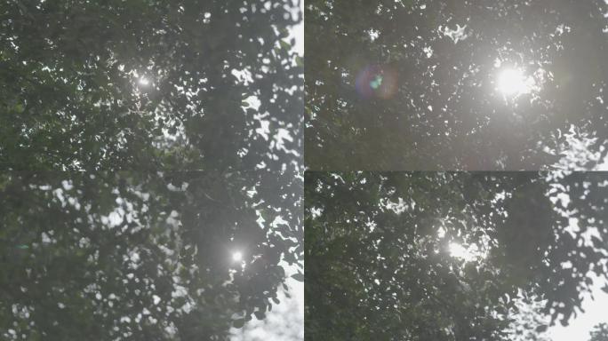 升格拍摄透过树叶的阳光