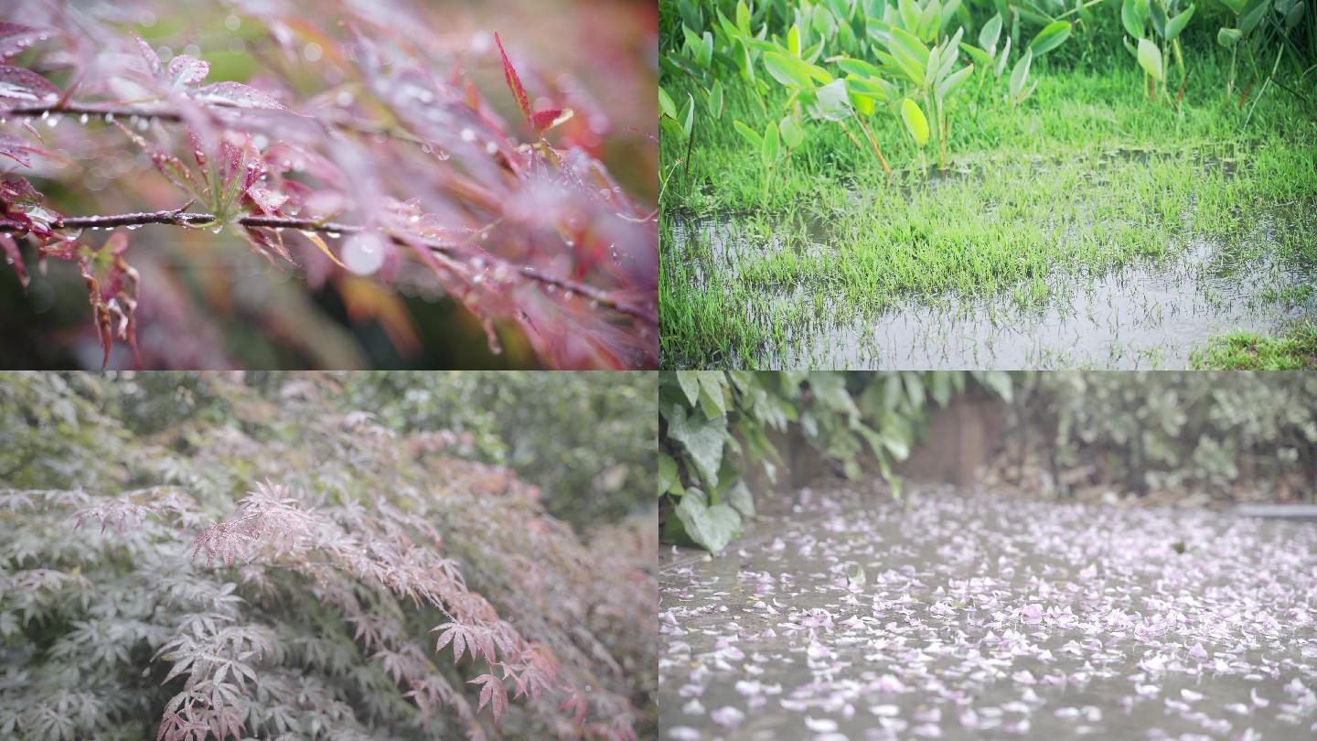 雨树叶自然