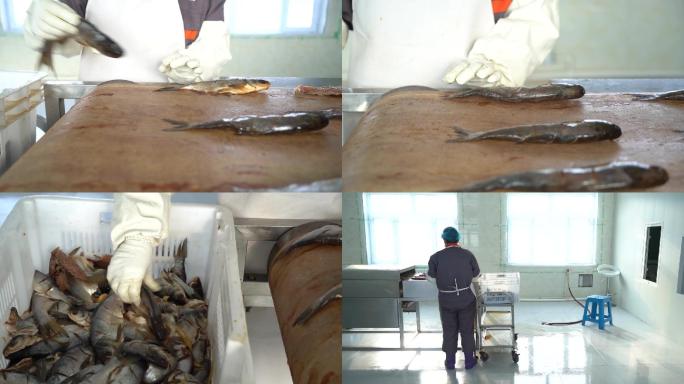 鱼罐头制作过程2腌制