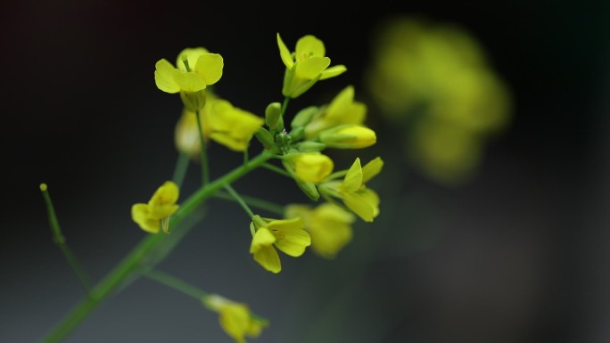 油菜花