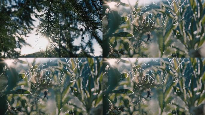 「高清素材」清晨树叶蜘蛛网