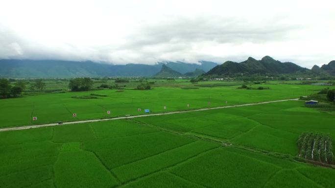 【0038】小麦示范基地葱绿