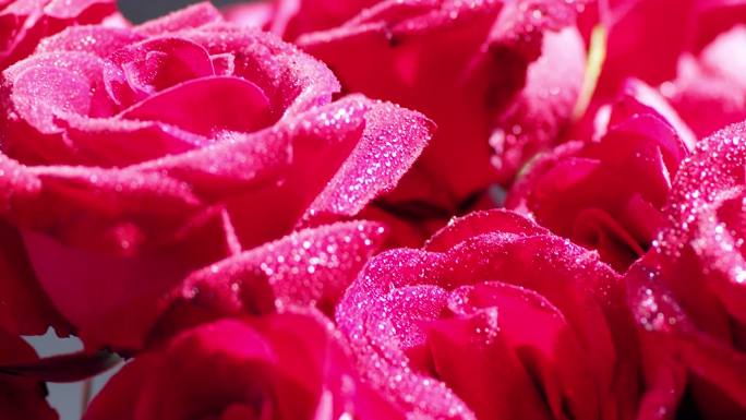 鲜艳的红色玫瑰花