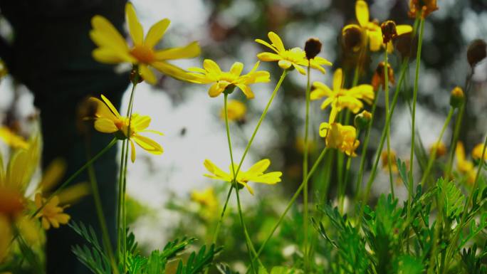 4K路边野菊花空镜