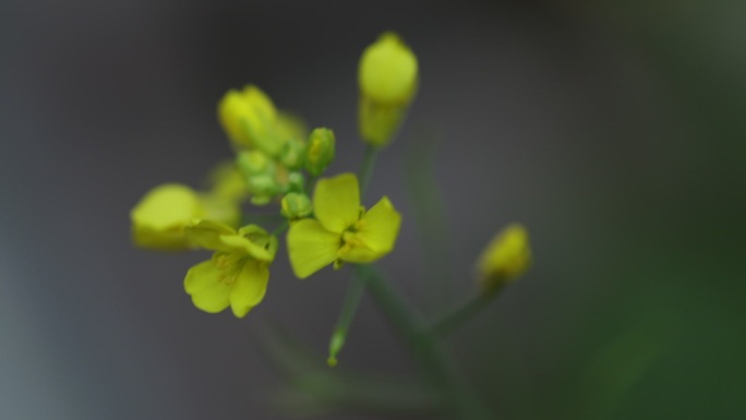 油菜花