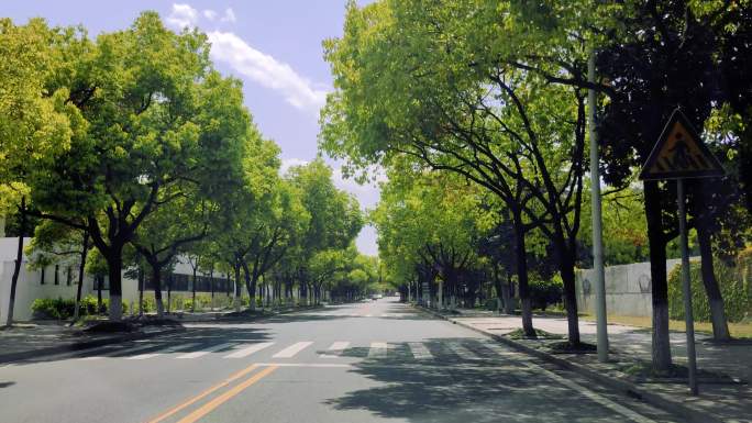 绿荫道路4k马路斑马线交通干净整洁的道路