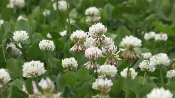 4K野花三叶草和蜜蜂采蜜特写