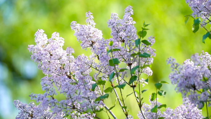 春暖花开，花草树木