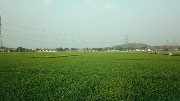 山东兰陵大蒜蔬菜基地