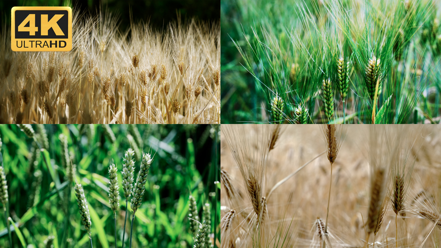 【4K】麦苗素材，麦子素材，大麦，小麦