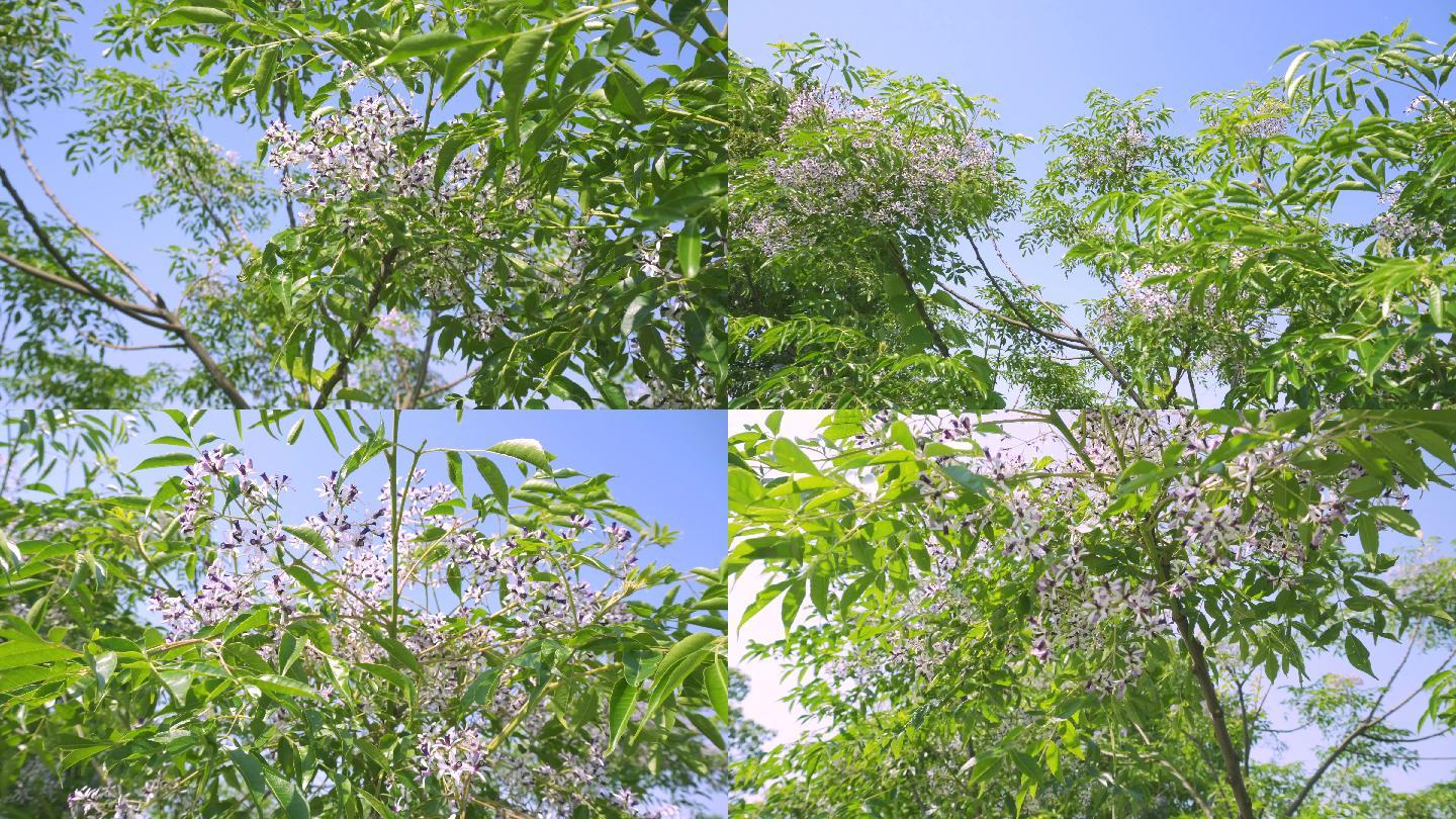 【4K】苦楝楝树、紫色楝花
