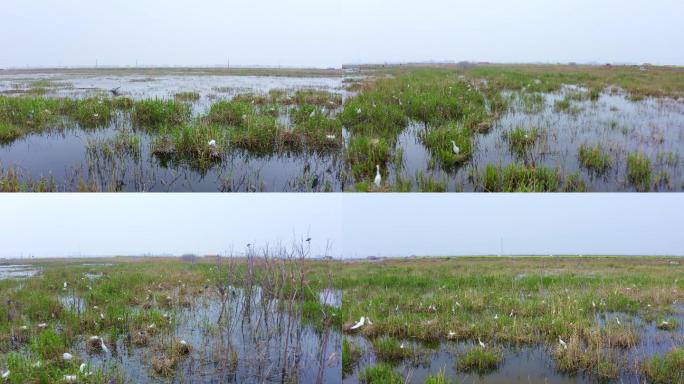 【4K】滩涂湿地鸟岛白鹭、灰椋鸟群