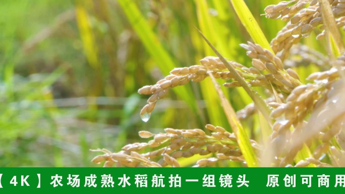 【4K】航拍农场水稻稻穗