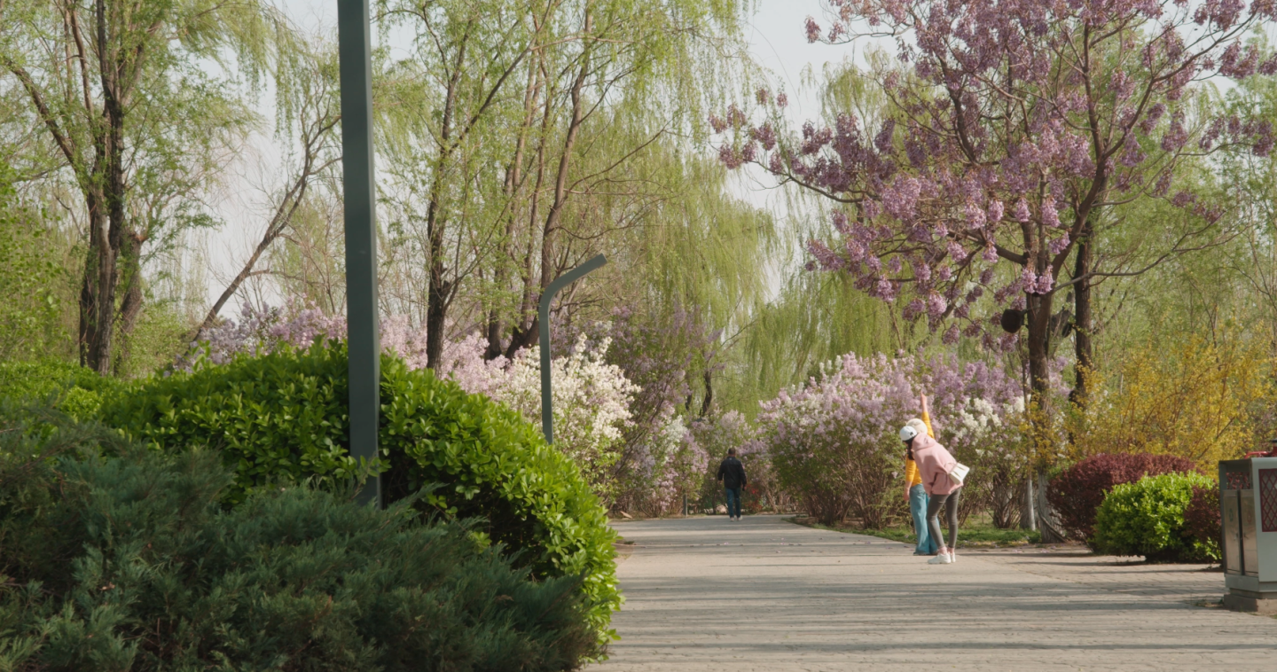 4K春天公园空镜头、踏春、柳树、树芽