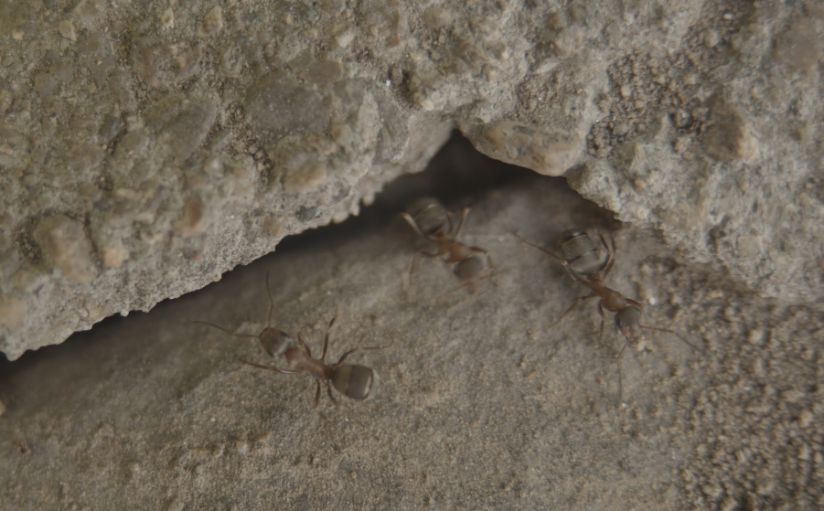 4K实拍蚂蚁搬家觅食、蚂蚁地缝钻进去
