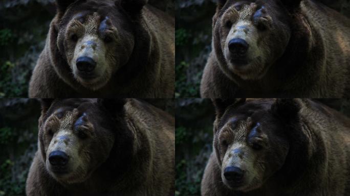 棕熊02
