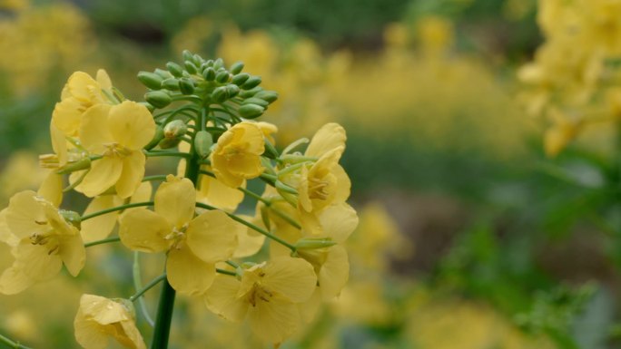 油菜花唯美