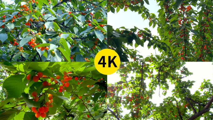 树上成熟的樱桃4K