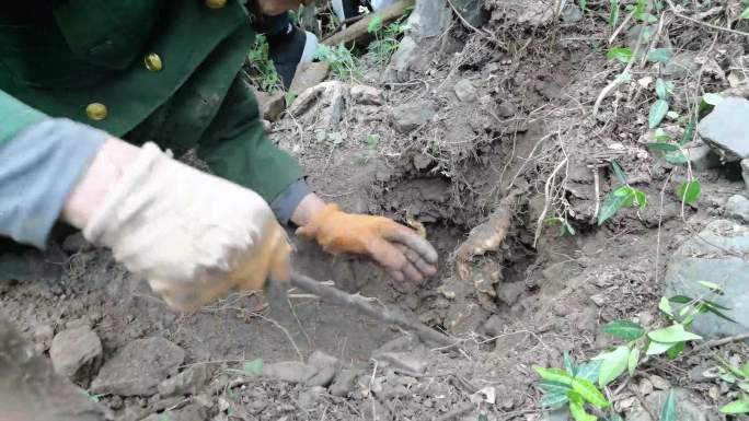 4k挖掘野生山药