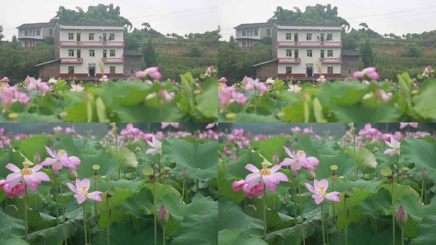 荷花在雨中盛开视频