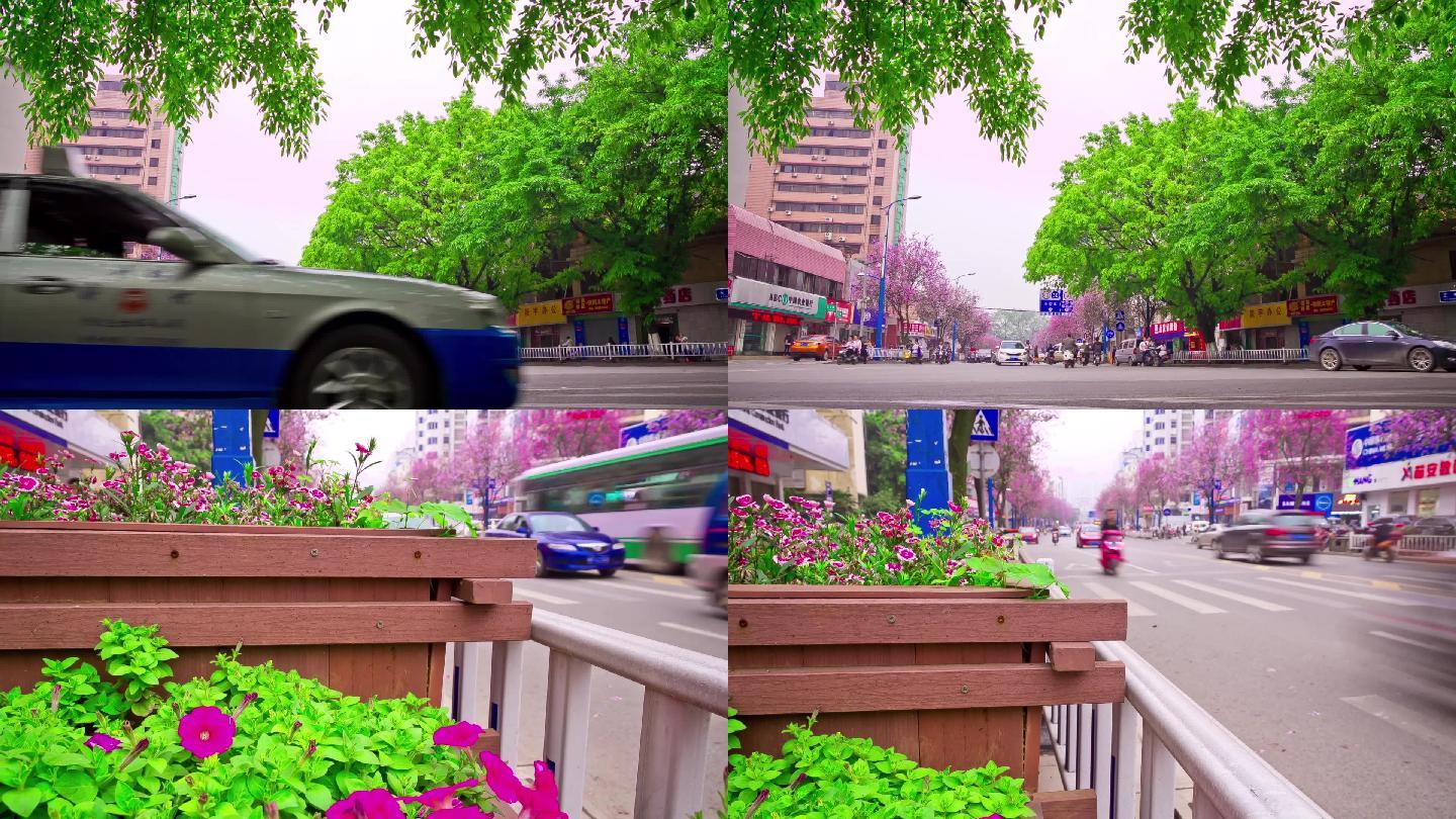 柳州紫荆花城市街头