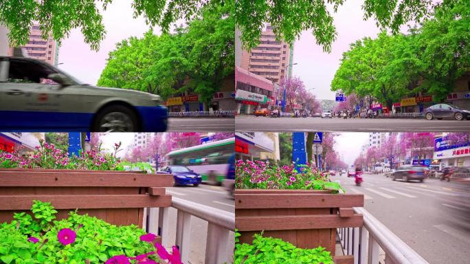 柳州紫荆花城市街头