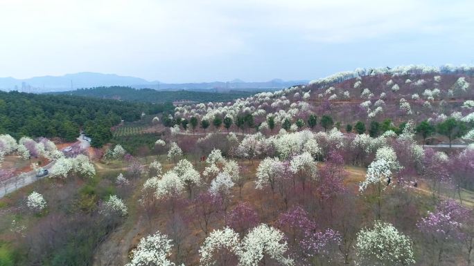 航拍玉兰花海