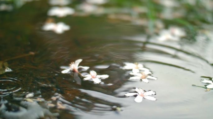 溪水落花，凋落的花瓣花朵