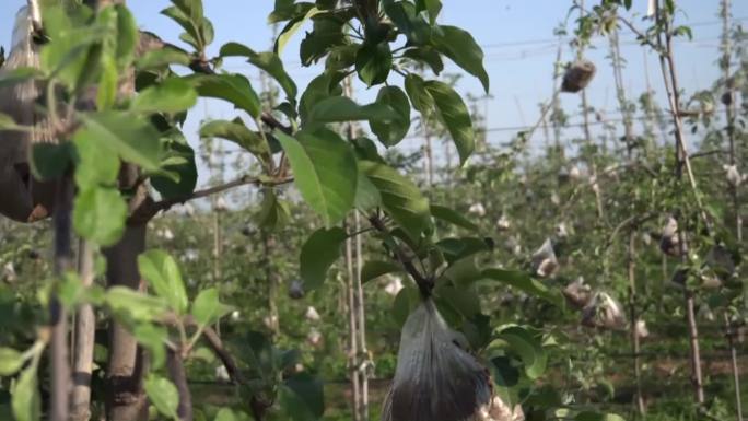 农业三农苹果苹果种植矮化密植