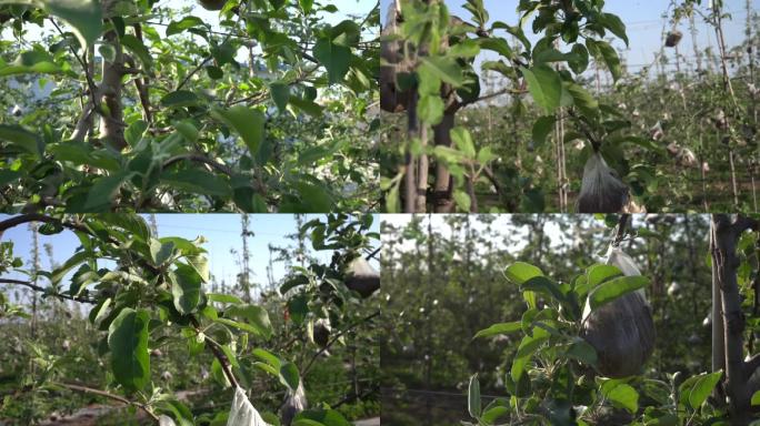 农业三农苹果苹果种植矮化密植