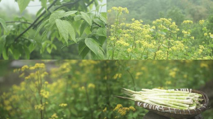 花草果树竹笋小雨春雨4K高清