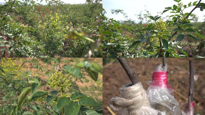 农业三农花椒花椒种植花椒基地