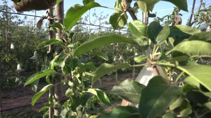 农业三农苹果苹果种植矮化密植