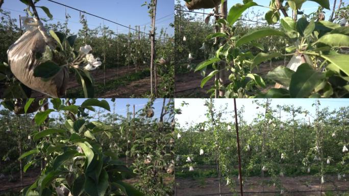 农业三农苹果苹果种植矮化密植