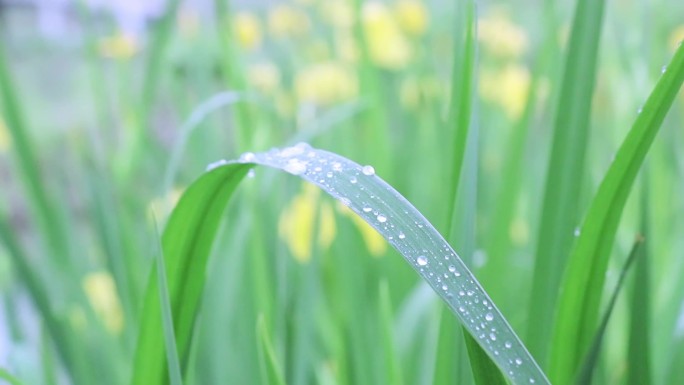 在绿叶上驻足的雨珠