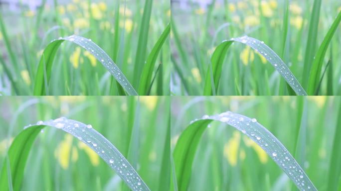 在绿叶上驻足的雨珠