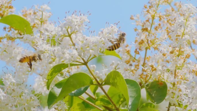 【4K】蜜蜂花丛飞舞、蜜蜂采蜜