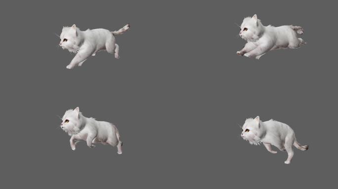 【4K.60帧】—小白猫