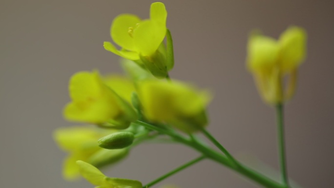 油菜花局部特写