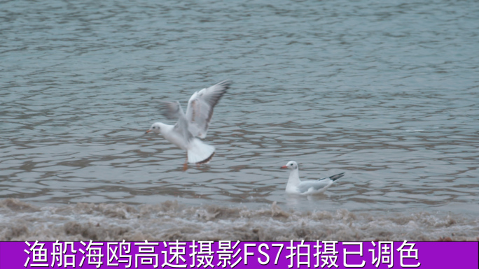 海浪海鸥飞翔渔船山海实拍