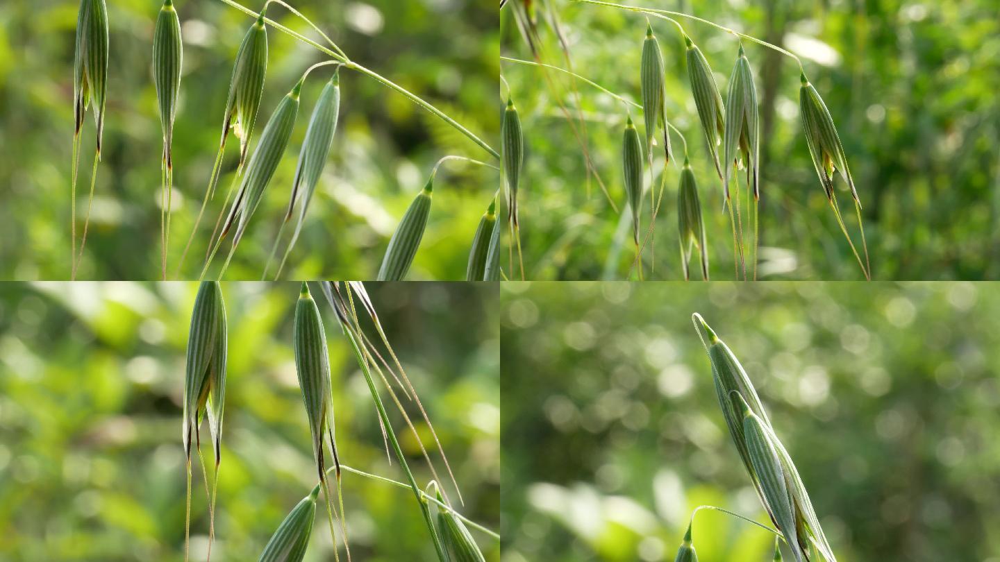 野燕麦-神农架植物-图片