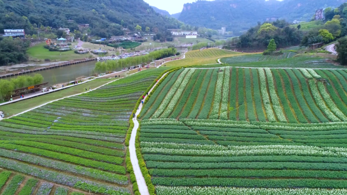 花天酒地景区花海情侣拍照鲜花航拍