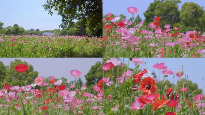 【4K】虞美人花海、遍地花开